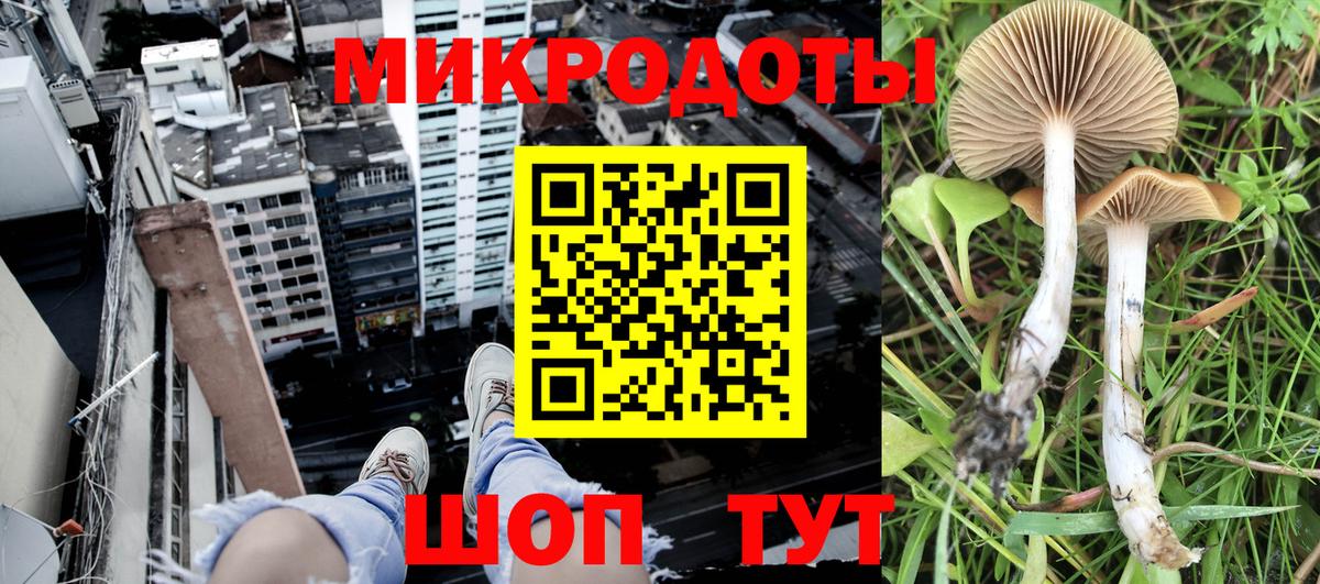 Галлюциногенные грибы Psilocybe Кировск